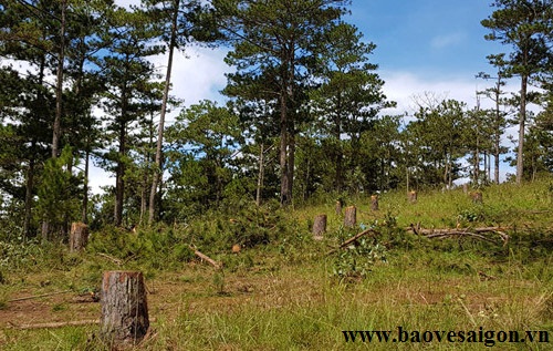 Khởi tố 5 đối tượng đánh bảo vệ rừng để cướp đoạt tài sản